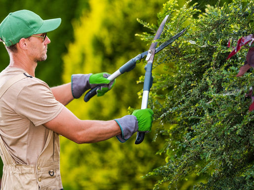 Pruning 101: Why Timing and Technique Matter