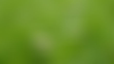 Seasonal Landscaping: What Your Garden Needs Throughout the Year