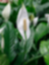 Image Credit: gardeningknowhow.com