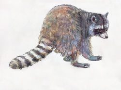 racoon