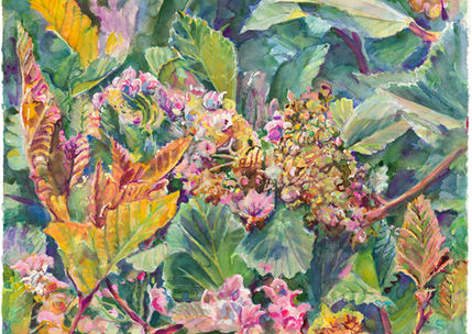 MILKWEED 1.jpg