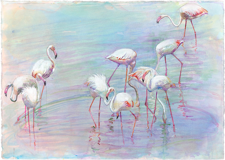 97B Flamingo FLock