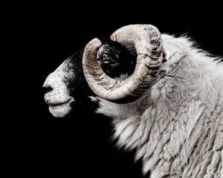 Blackface Sheep Profile
