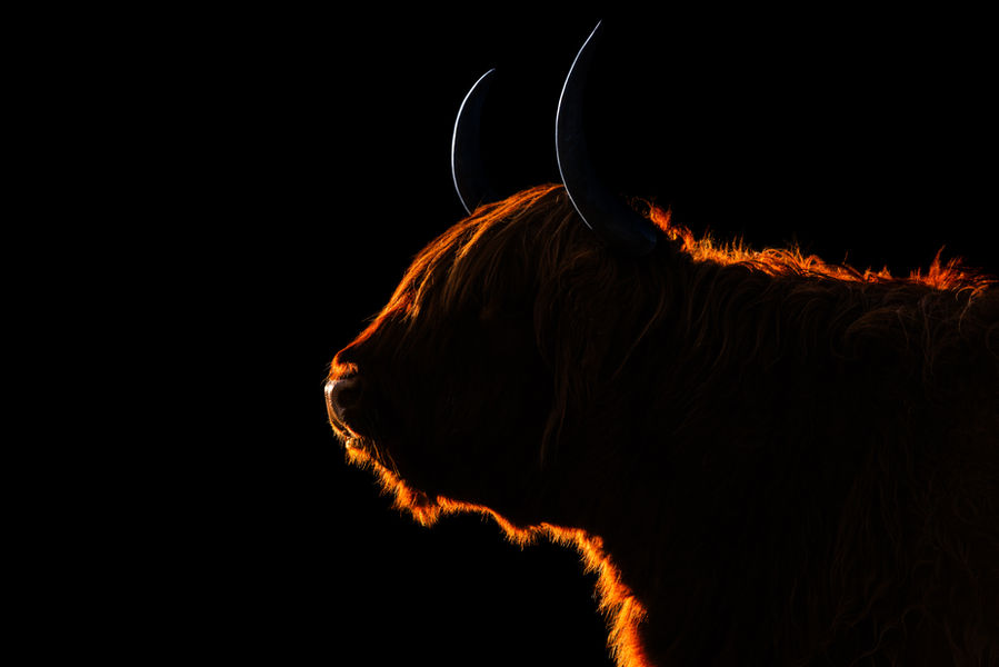 Highland Cow - Side On
