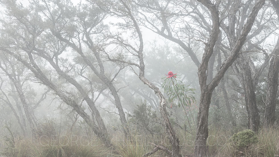A red waratah flower, the state flower of New South Wales, blooming in the October spring.