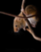 A harvest mouse climbing a thin tree branch, photographed in low-key portrait style.