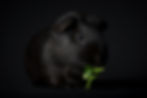 Another slightly comical portrait, as this black guinea pig emerges from the darkness, eating green leaf