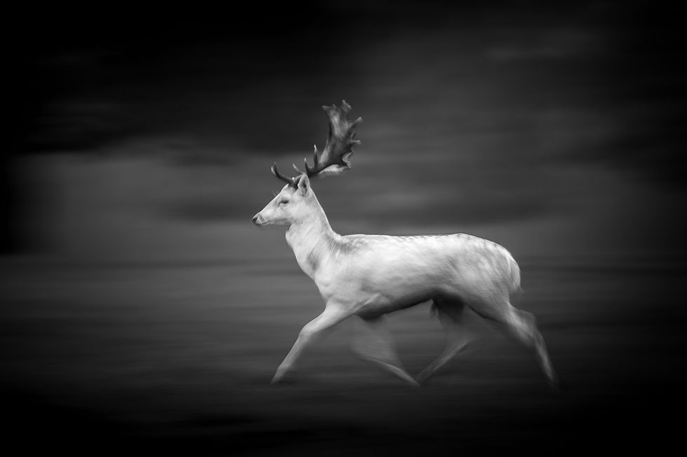Slow-exposure motion-blur photo of a white fallow deer running past.