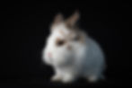 Fluffy white rabbit, side on, against a black background