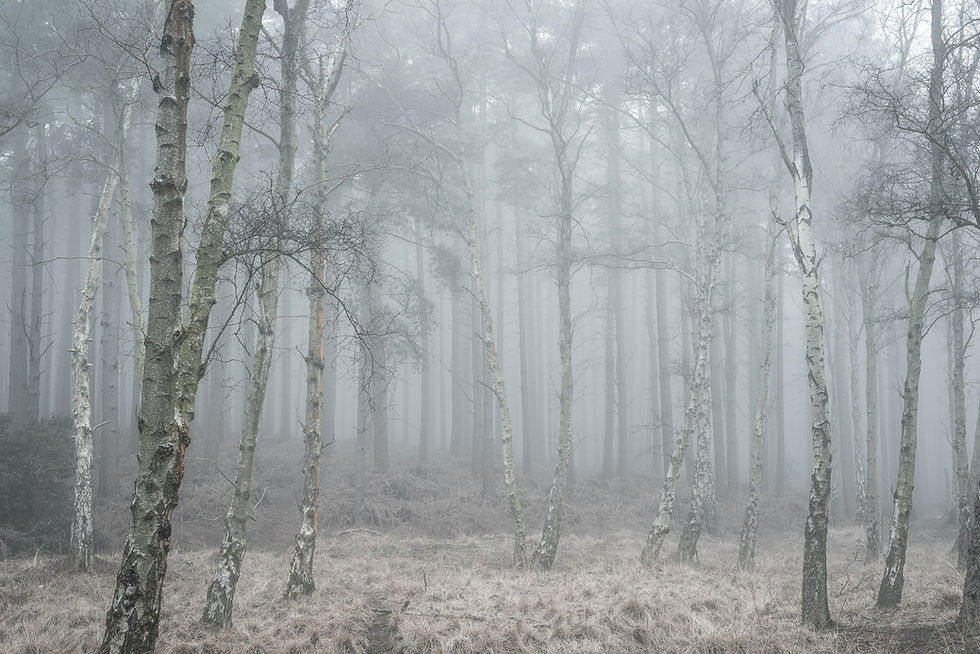 birch trees in aspley woods, bedfordshire