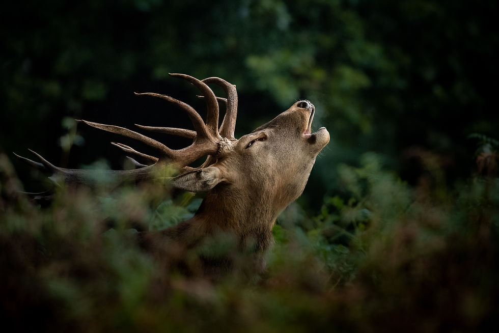 A roaring red deer in the ferns at Woburn Deer Park, Bedfordshire.