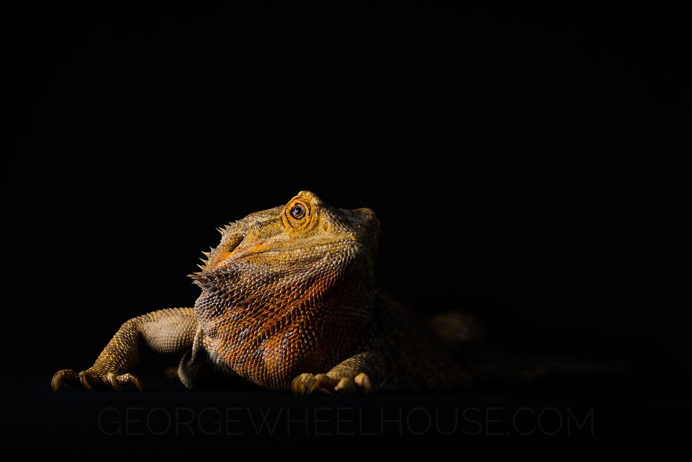 A bearded dragon, photographed against black