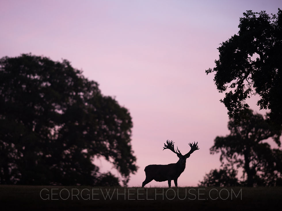 A red deer, at dawn. Fine Art Nature Photography, Woburn, Bedfordshire, UK.