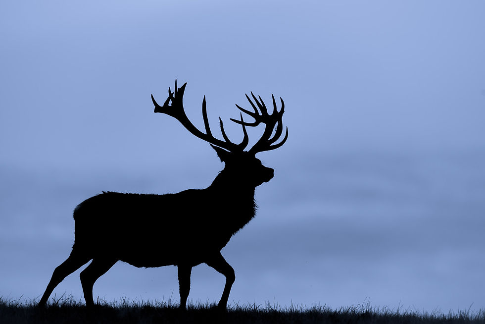 Silhouette of a red deer stag
