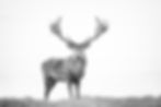 A large red deer from Woburn, Bedfordshire, photographed in high-key black and white style