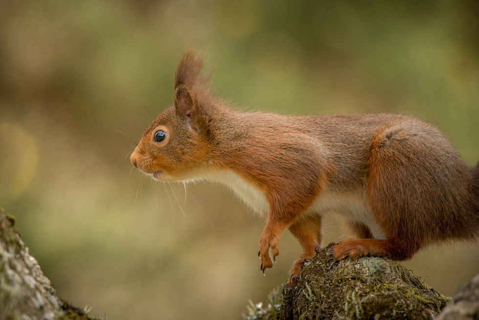 Red squirrel, at Forest How, in the Lake District, UK.