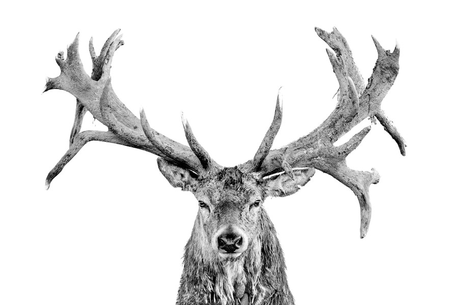 Red Deer - Head On - Centred - On White - Wide