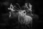 black and white photo of a large red deer bellowing during the rutting season at Woburn, Bedfordshire.