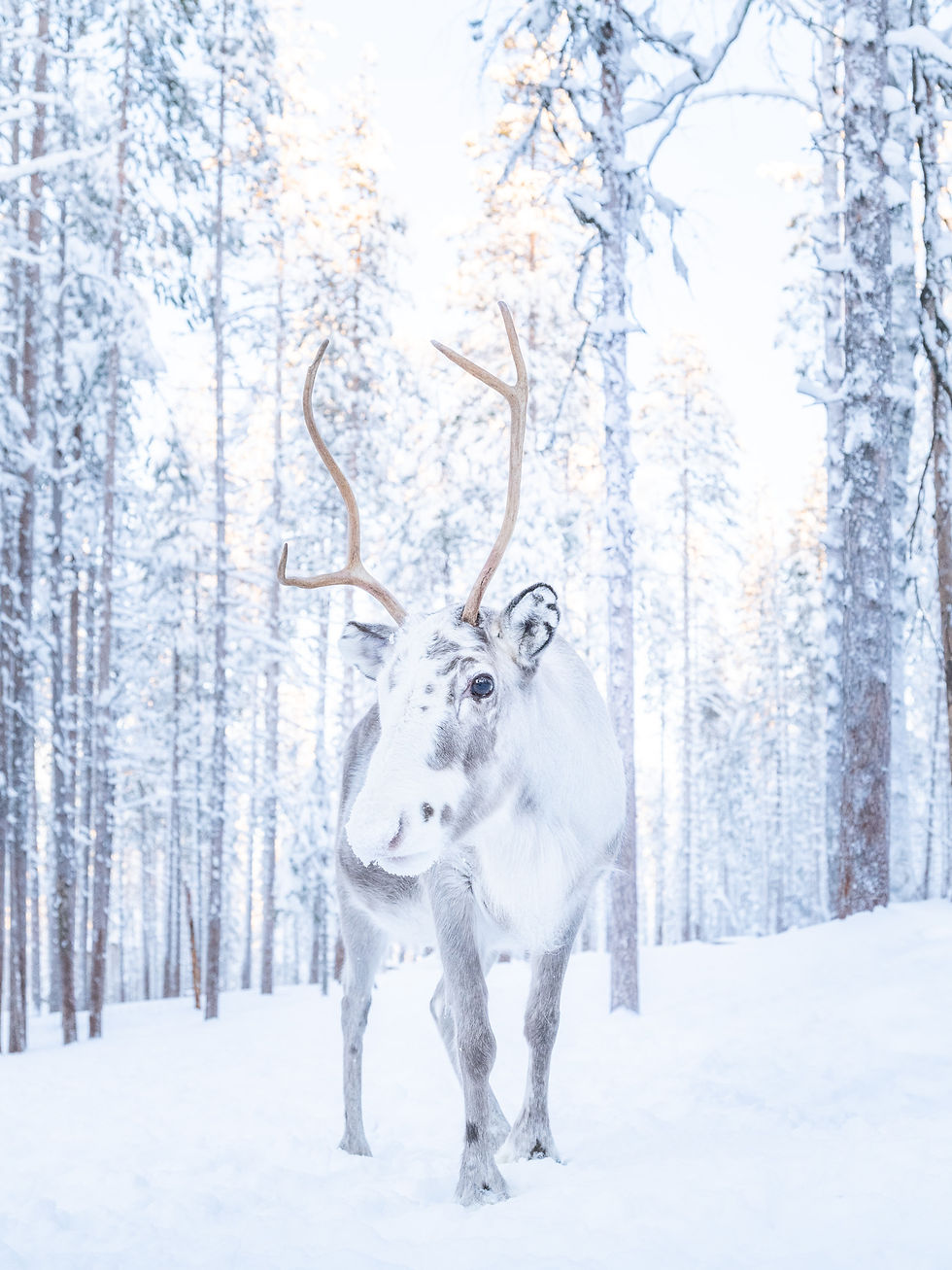 A reindeer stands in a snowy forest, with tall, frost-covered trees in the background. The scene is serene with soft, cool colors.