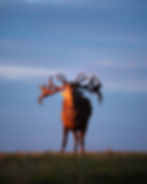 A red deer bellowing on a hill, as the sun sets, with a blue sky behind