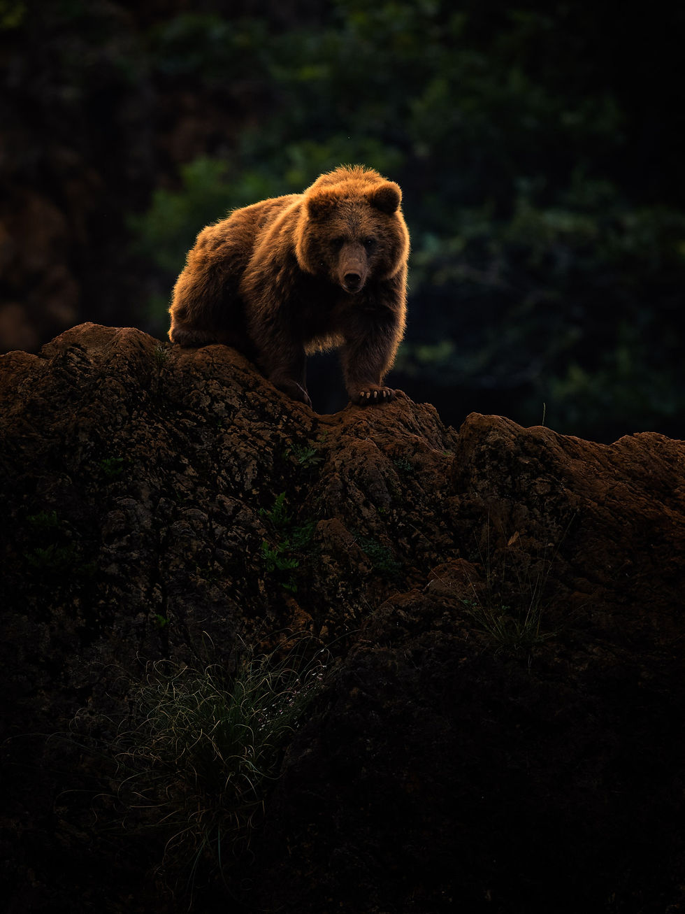 A brown bear stands atop a rocky ledge, highlighted against a dark forest backdrop, creating a dramatic and majestic scene. Cabárceno Nature Park, Spain.