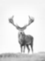 A red deer with large antlers, photographed on the crest of a hill, in high-key style black and white