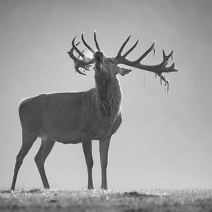 A red deer bellows on a misty hilltop; his warm breath visible in the cold air.