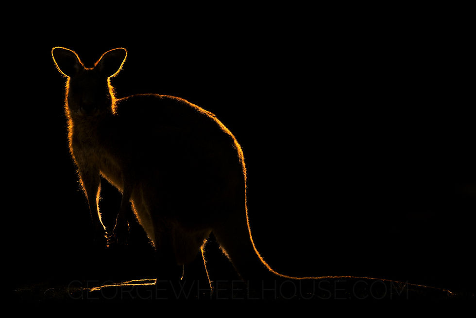 The iconic shape of a kangaroo is instantly recognisable,