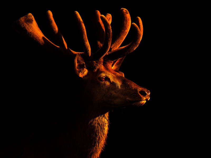 Red Deer Velvet - On Black