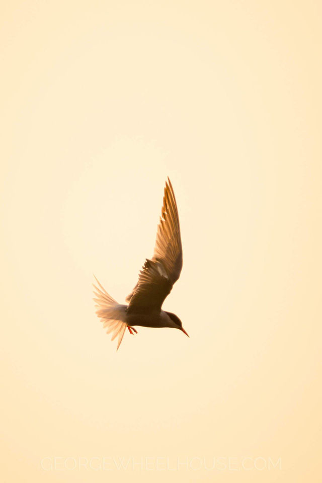 Common Tern Portrait