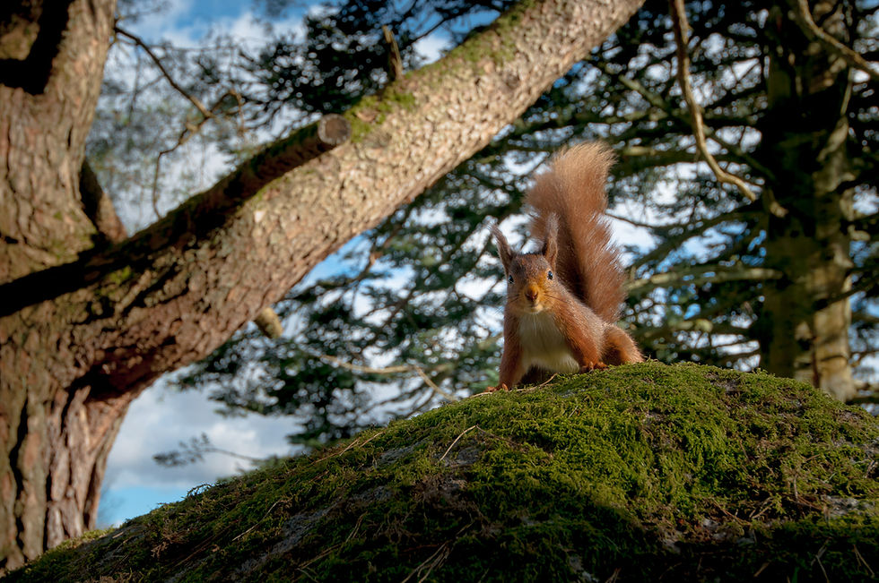 Wide-ange photo of a red squirrel