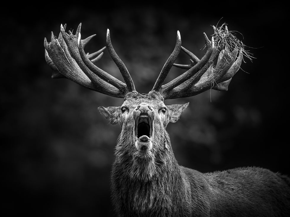 A large red deer stag 'bellowing' during the autumn rut, in black and white