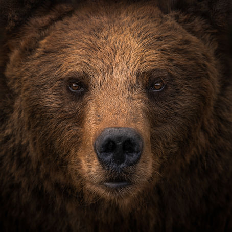 Photographing Brown Bears at Cabárceno