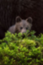 bear cub iwth mother behind