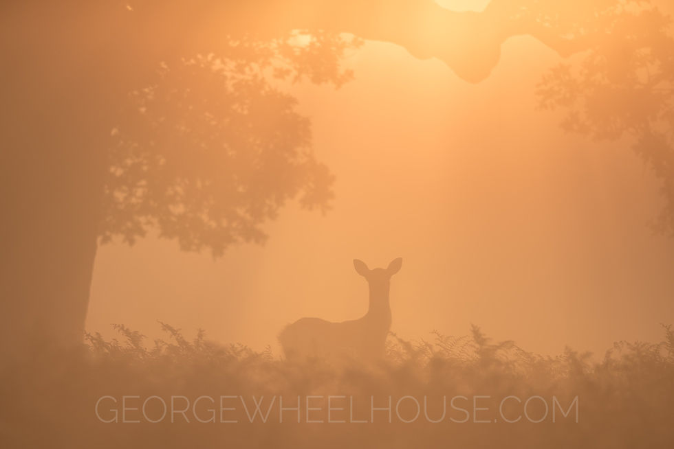 A female red deer standing beneath the rising sun, on a misty autumn morning.