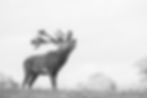 A bellowing red deer, in black and white, from Woburn, Bedfordshire.