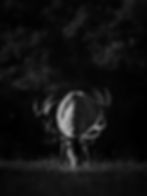 a large red deer grazing in low light, with large antlers, at Woburn, Bedfordshire