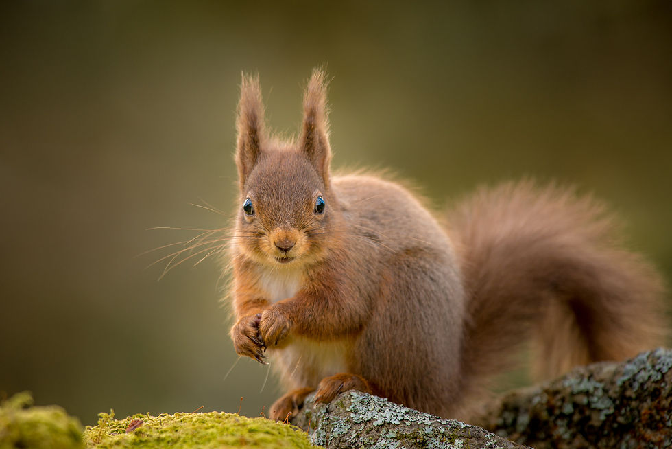 Red squirrel, at Forest How, in the Lake District, UK.
