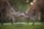Two red deer with interlocked antlers engage in a tussle on green grass, set against a blurred forest background in warm, natural light.