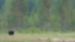 brown bear shaking the rain off his fur