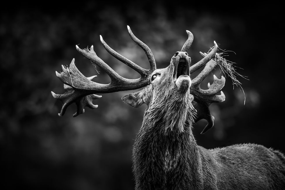 A large red deer stag calling during the autumn rut, in black and white