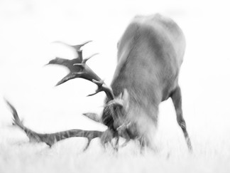 Red deer scraping the ground with it's antlers