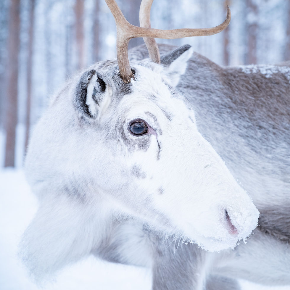 Close-up of a reindeer with snowy fur, antlers visible, in a wintry forest setting. Soft lighting creates a calm, serene atmosphere.