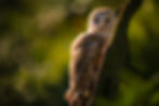 A barn owl perched on wooden farm equipment in a lush, green woodland. Its feathers are softly lit by sunlight, creating a serene, natural scene.