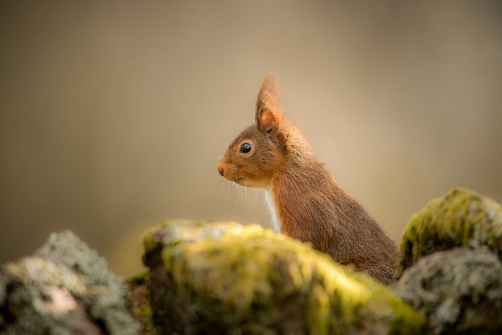 Red squirrel, at Forest How, in the Lake District, UK.