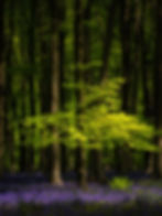 A leafy beech tree catches the midday sun in a bluebell wood
