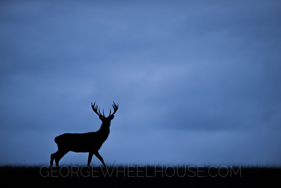 A red deer on a ridge, on a cloudy pre-sunrise morning