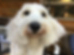 Sadie