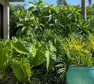 COMO ESCOLHER AS PLANTAS EQUILIBRANDO ESTÉTICA E SUSTENTABILIDADE 