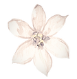flower31_edited.png